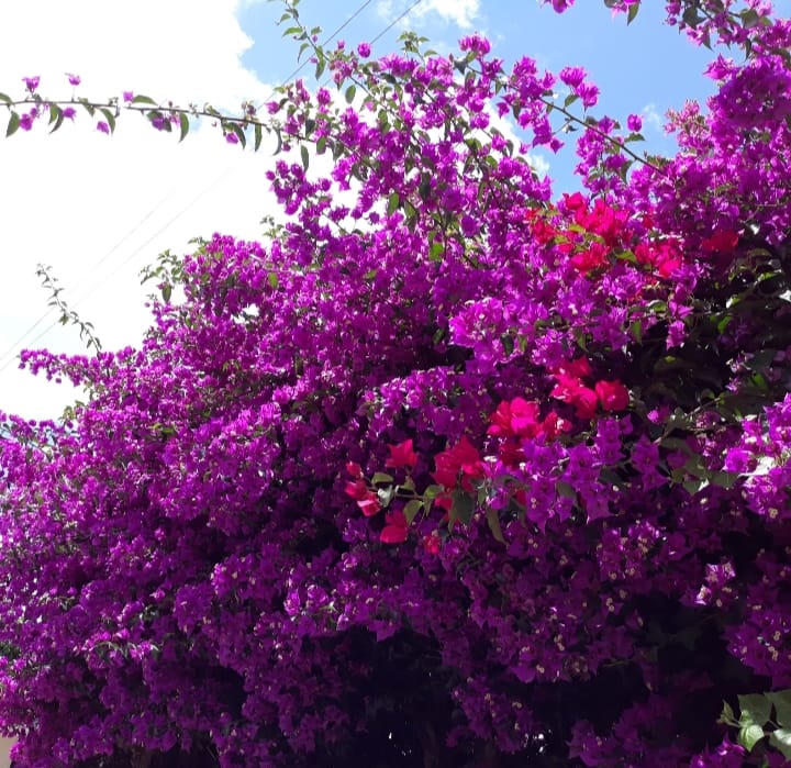 A Very Beautiful Bougainvillea - What do you see from your window?
